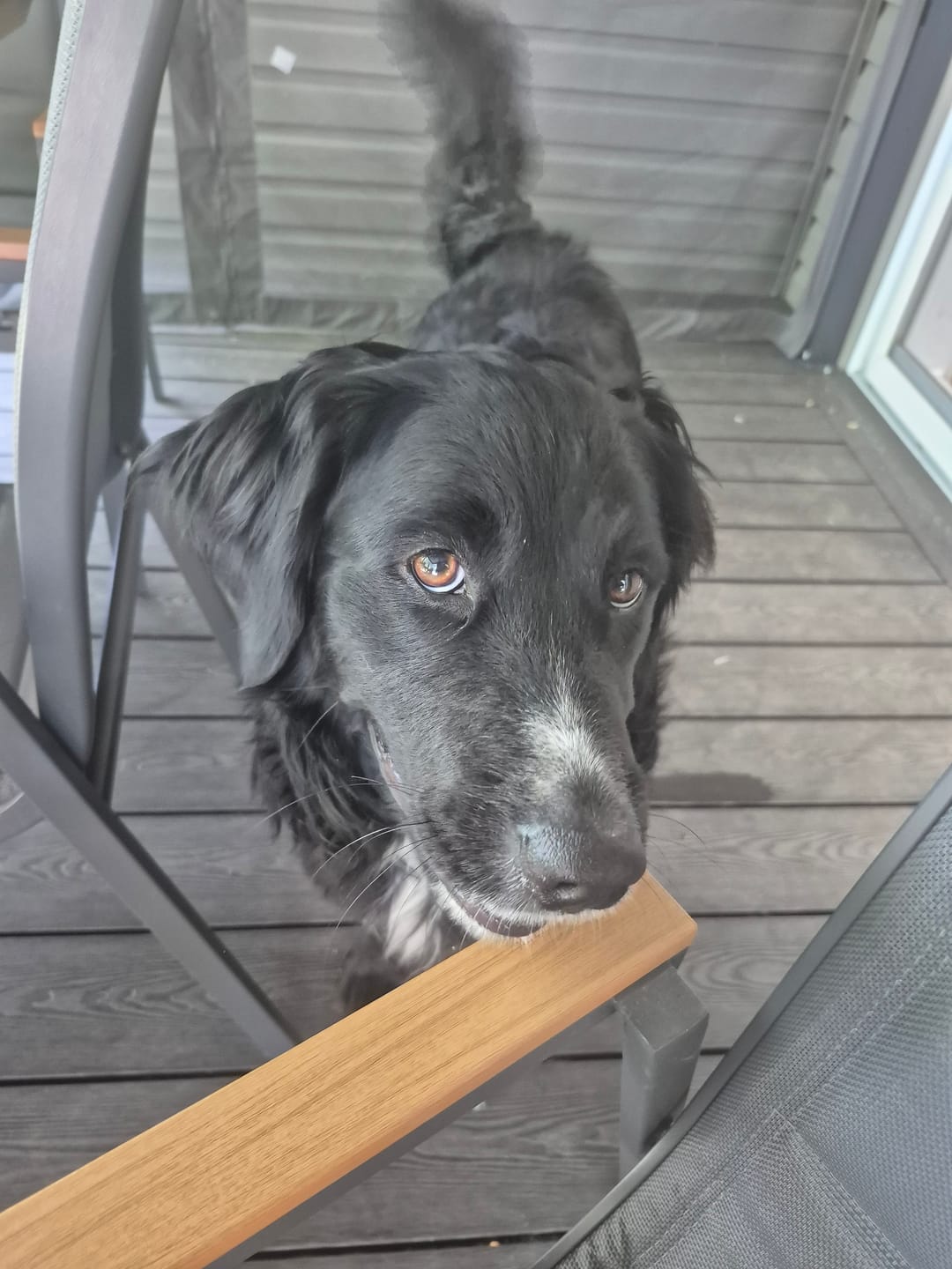 Customer photo review of Horizon Taiga - Nourriture pour chien économique 35 lbs