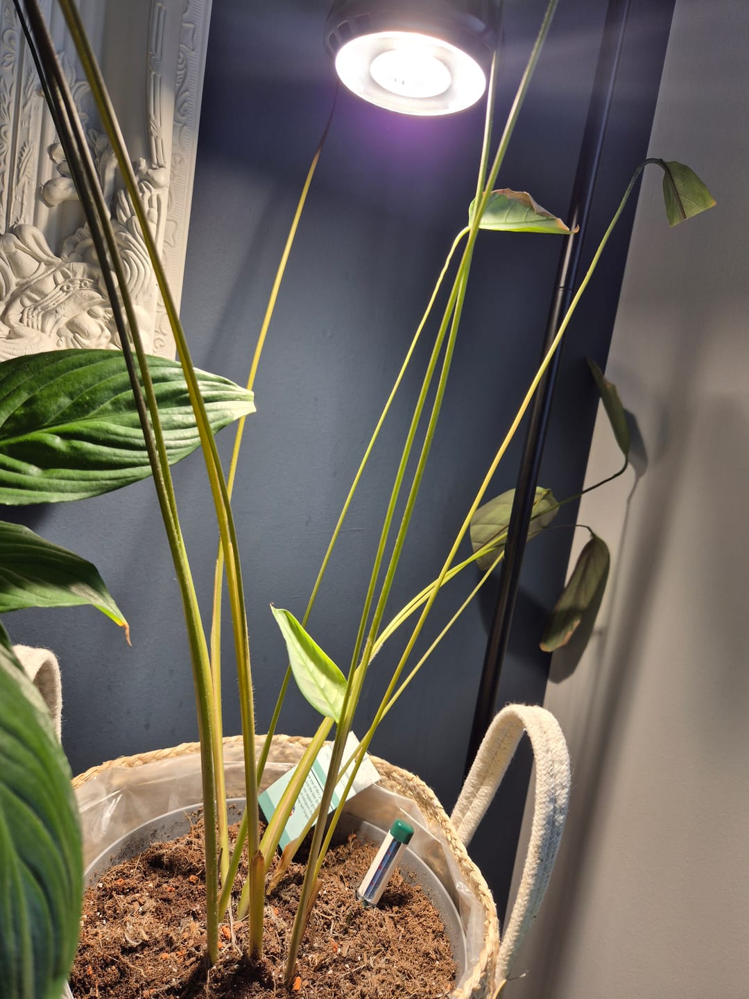 Customer photo review of Pianta Grow Light LED Bulb