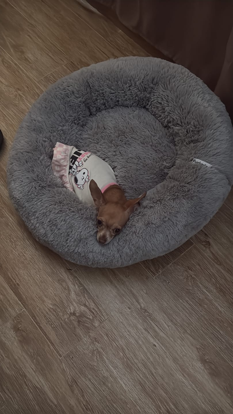 Customer photo review of Cama Sofá para Perros