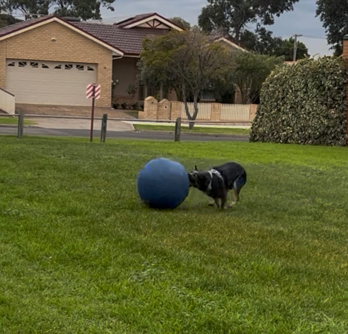 Customer photo review of Herding Ball