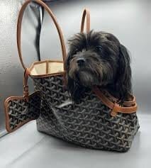 Customer photo review of Pawfect Travel Tote