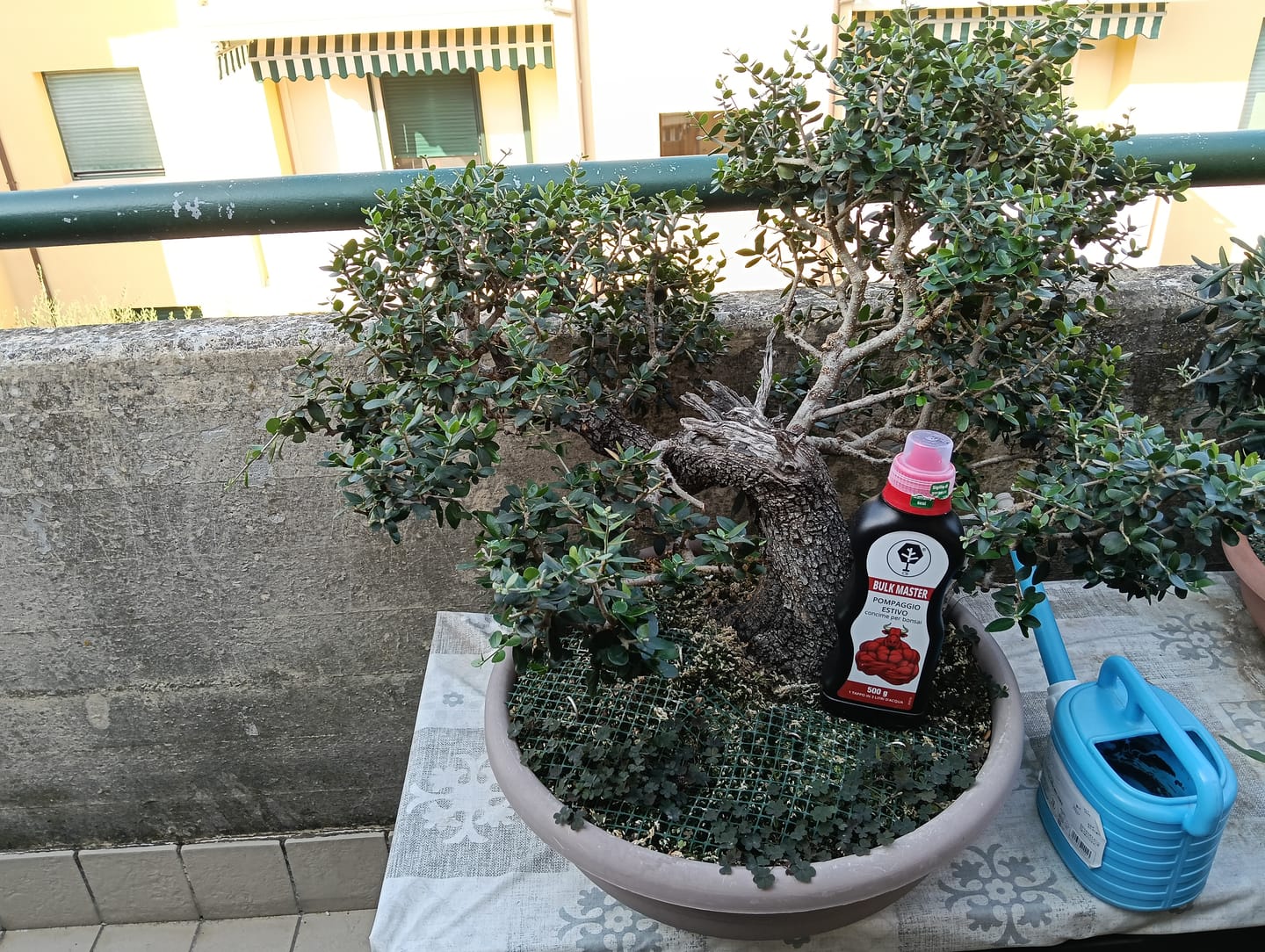 Customer photo review of BULK MASTER CONCIME ESTIVO BONSAI PREMIUM CB®