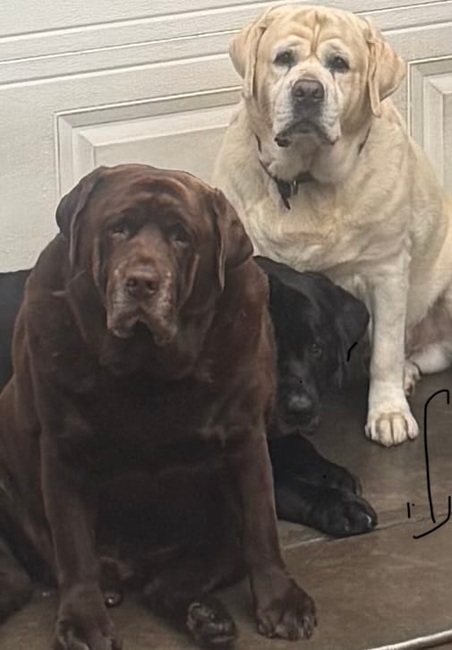 Customer photo review of My Therapist Labrador