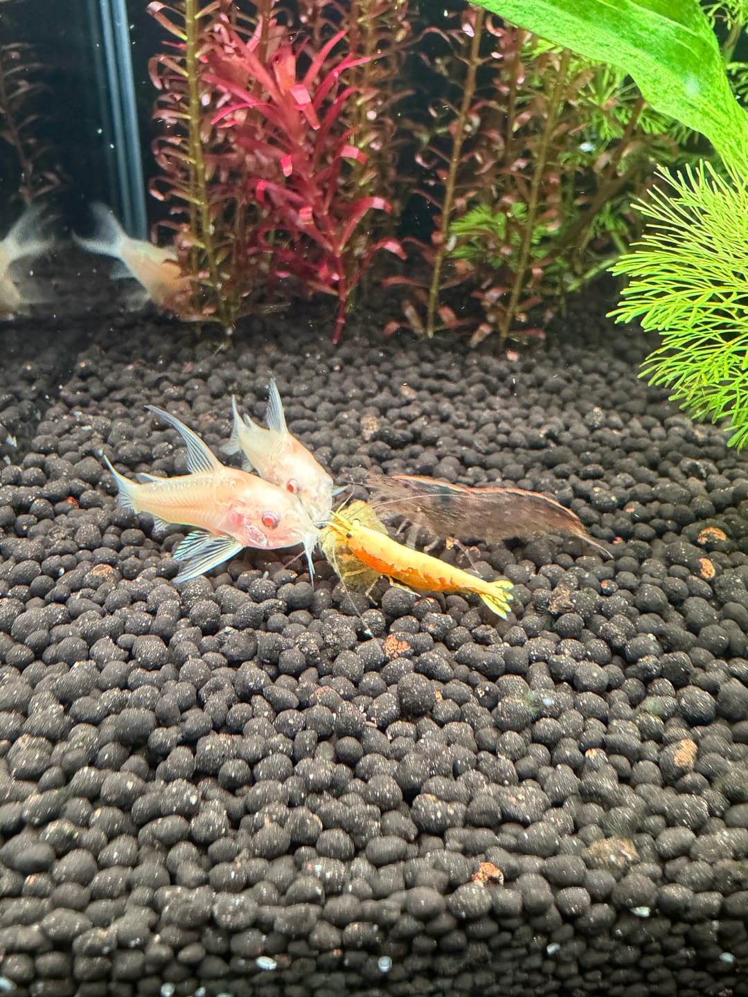 Customer photo review of Shrimp Snow SAS