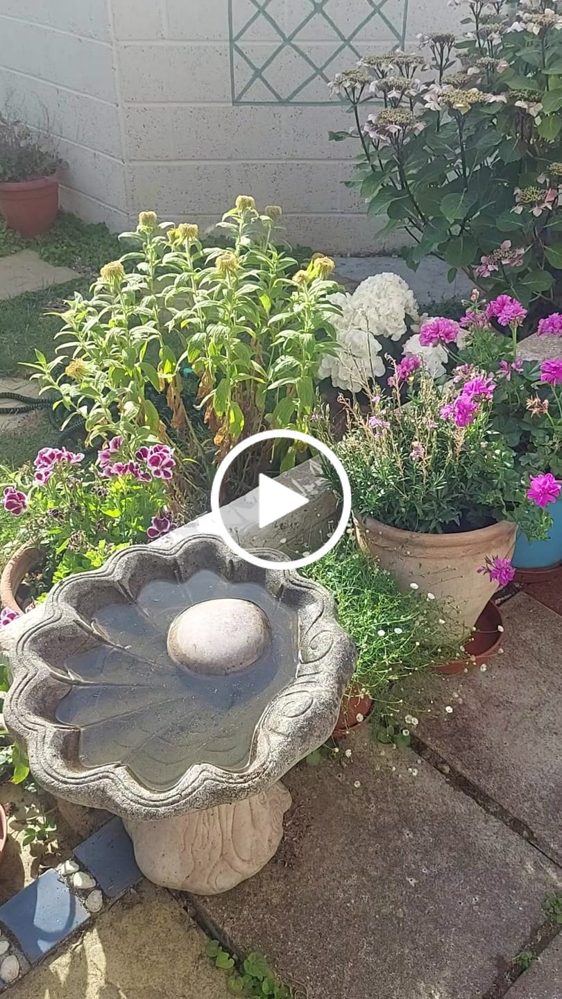 Customer video review of Gold Dust - Cocoa.
