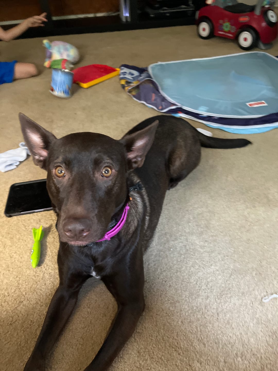 Customer photo review of FurLife™ - 8 Months All Natural Flea and Tick Collar for Dogs
