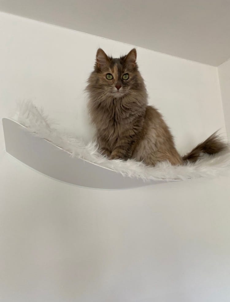 Customer photo review of STYA Katzen Kletterwand | Set Minimalist Hängematte XXL | Linie WL100