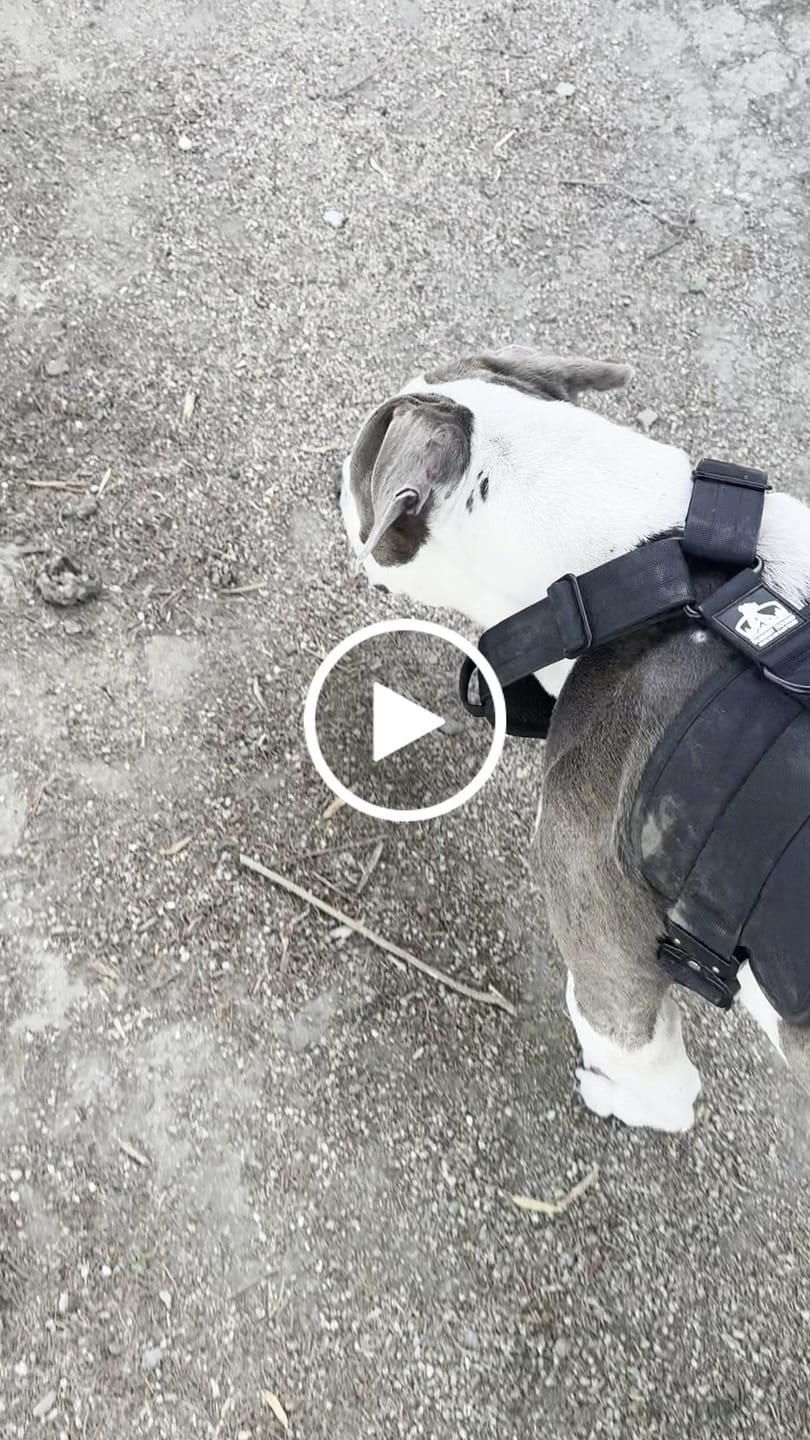 Customer video review of No Pull Bully Proof Harness