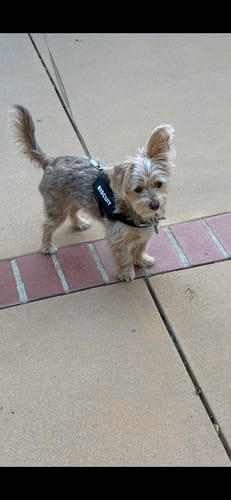 Customer's Yorkiepoo standing on a sidewalk wearing the black Personalized Dog Harness with the name 'Biscuit' visible.
