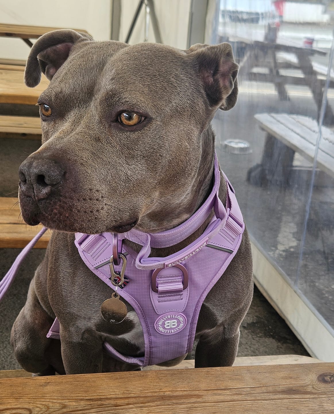Customer photo review of 4cm Lighter Combat® Collar | With Handle & Secure Clip - Lavender X Ube