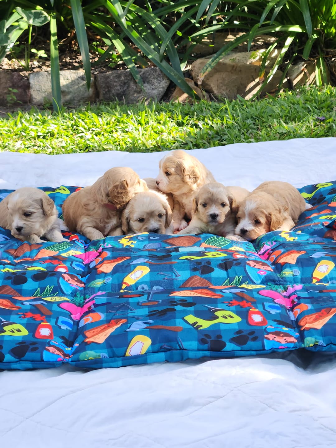 Customer photo review of "BUNNINGS TRIP" MAT
