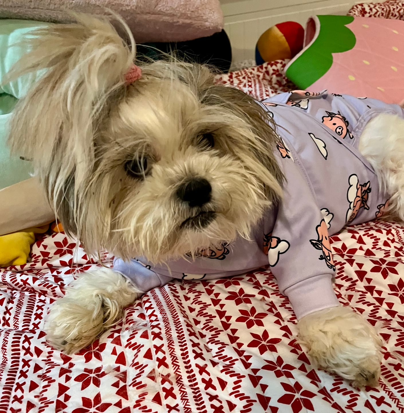 Customer photo review of Dog Surgical Suit - When Pigs Fly