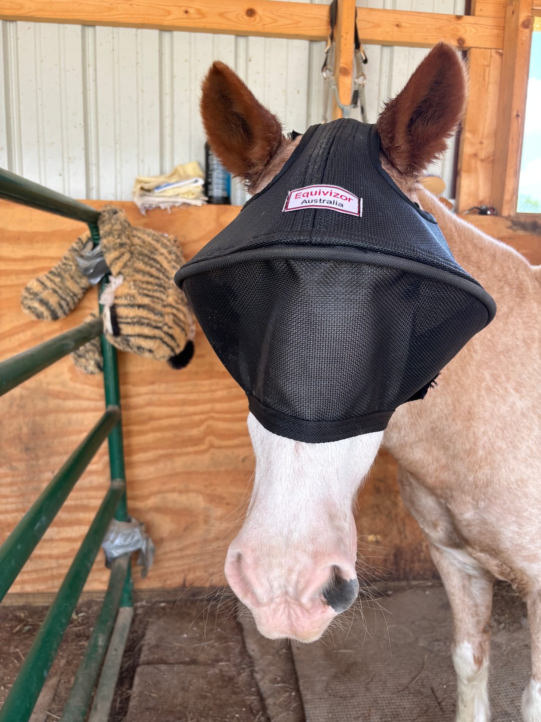 Customer photo review of Solar Vizor Fly Mask - Standard Style