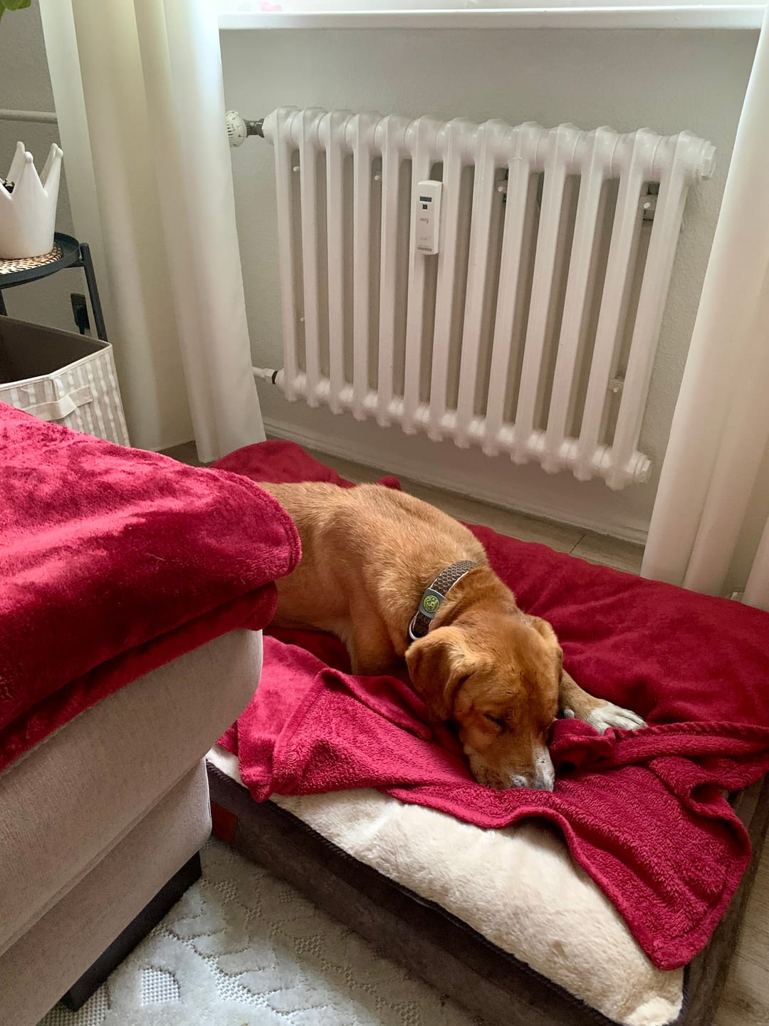 Customer photo review of Orthopädisches Hundekissen "Easy"