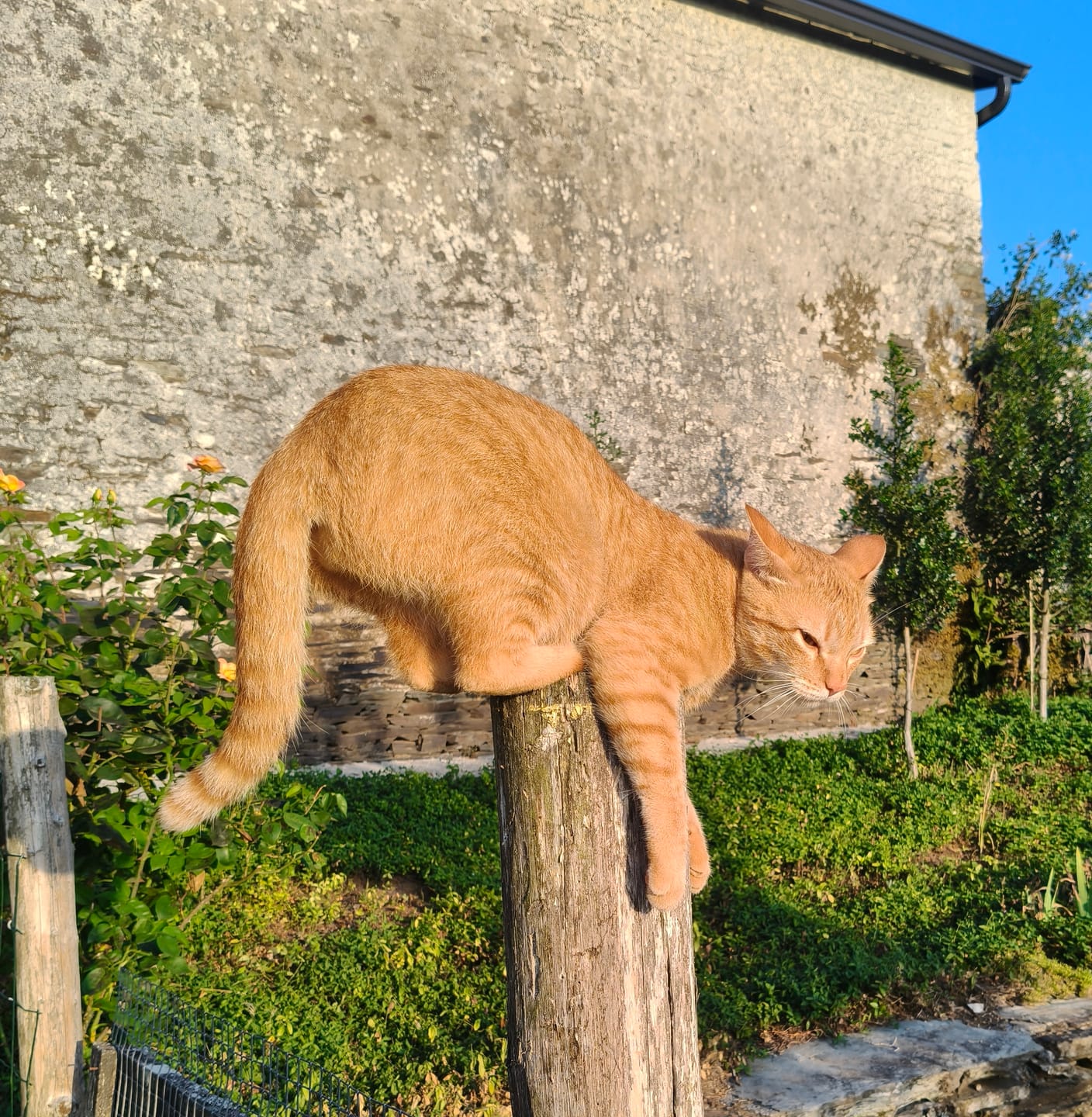 Customer photo review of Grain Free Cat Kitten
