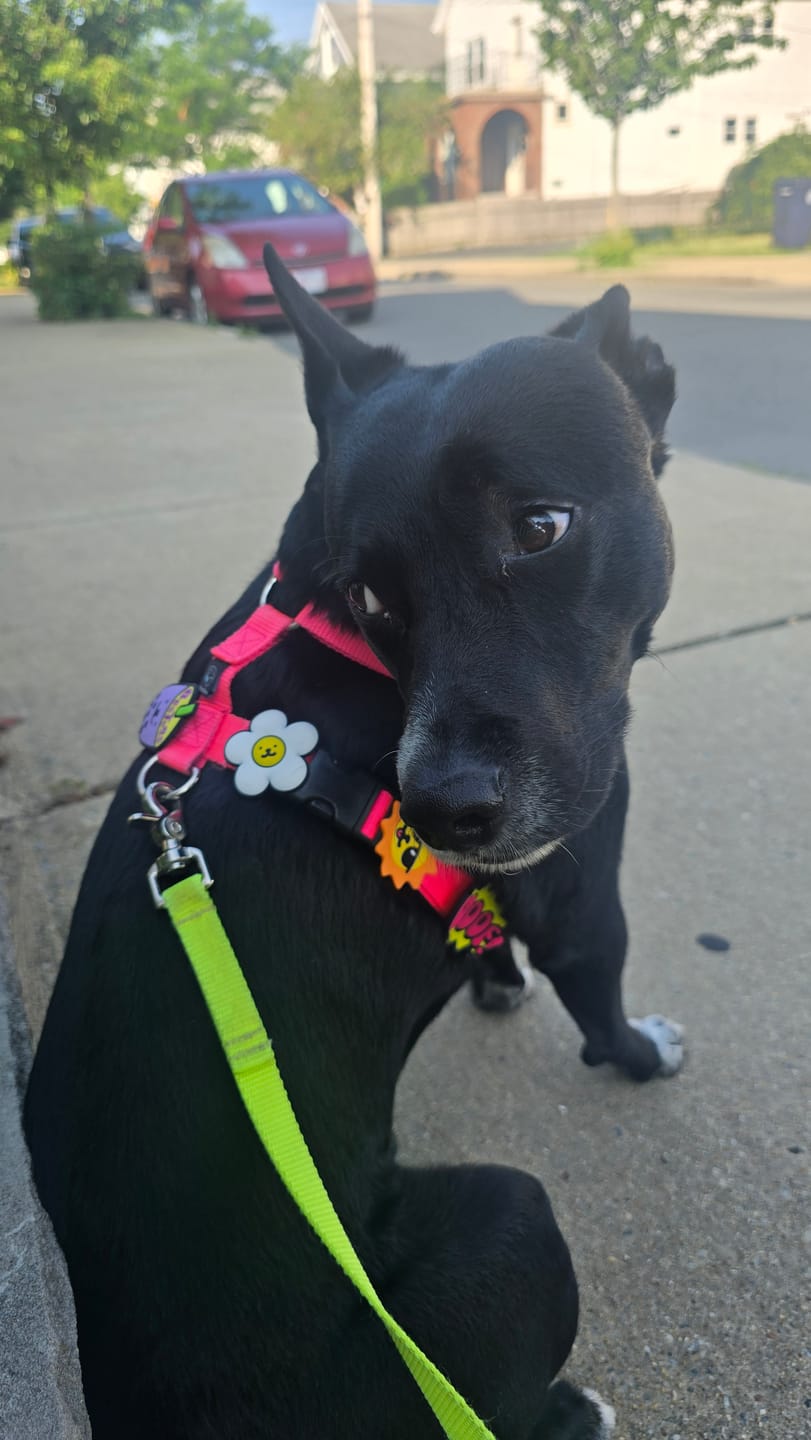 Customer photo review of Daisy White Jiby Dog Charm
