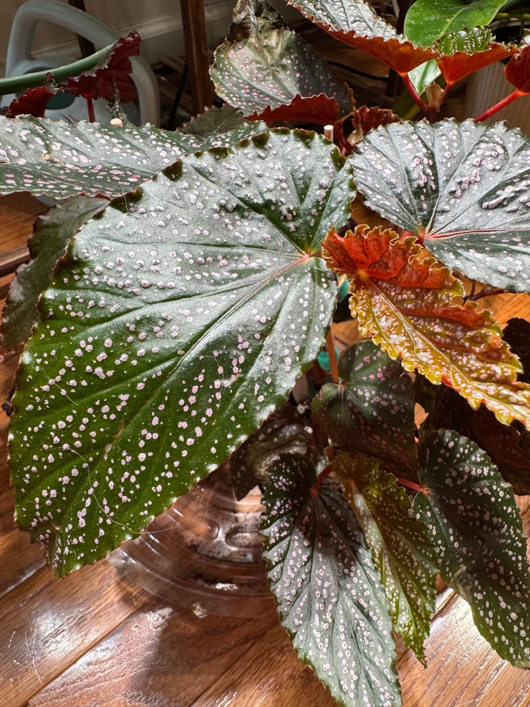 Customer photo review of Begonia 'Benigo Pink' 'Pink Spots'