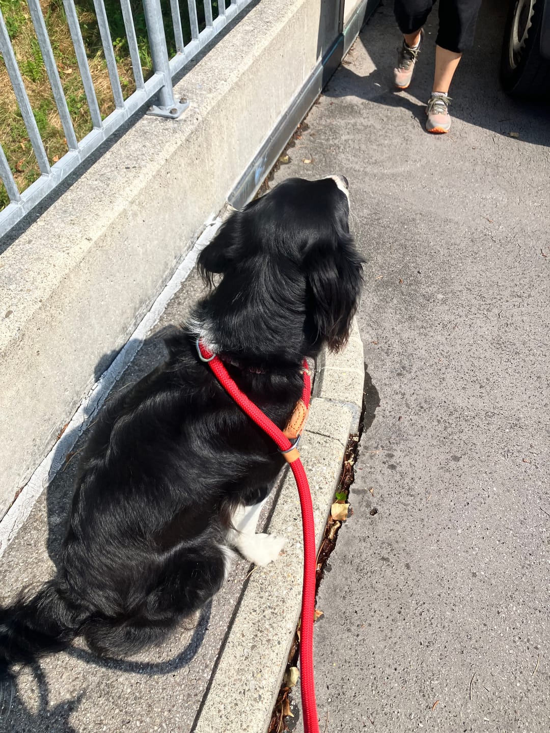 Customer photo review of Laisse lasso pour chien : minimaliste et sécurisée