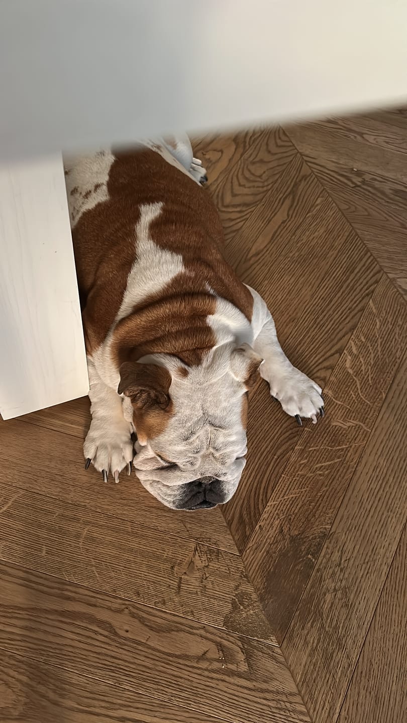 Customer photo review of Spazzola Poileo Cane