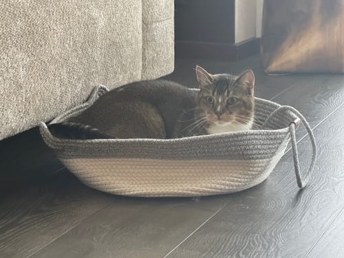 Kundenbewertung mit Foto zu Fellnest Katzenkorb