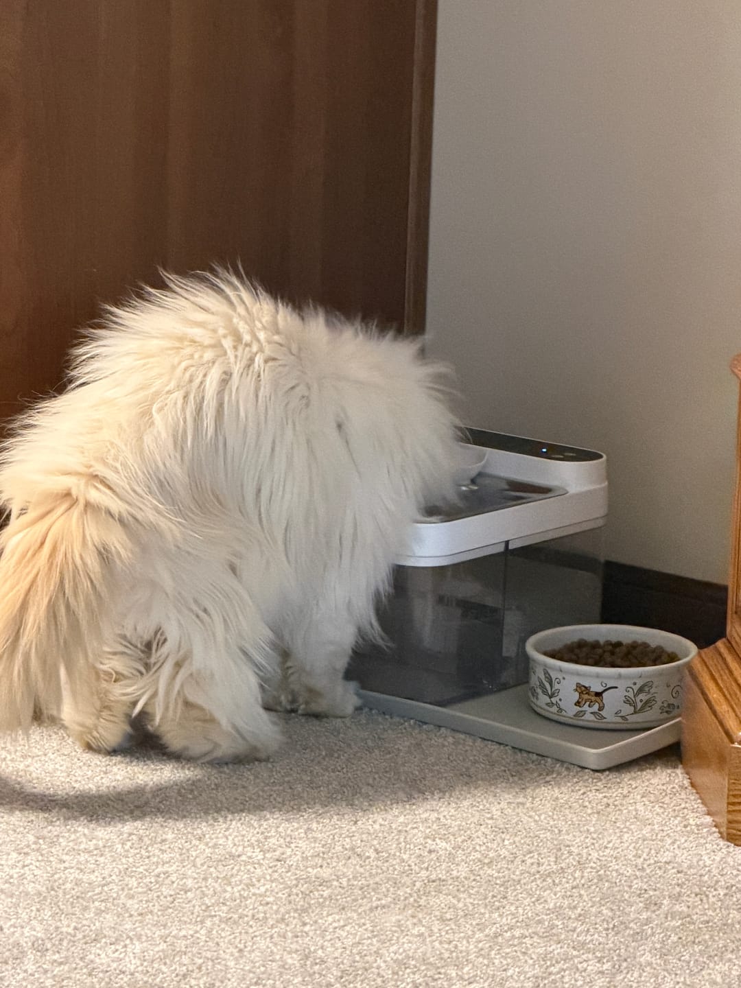 Customer photo review of Purestream AquaOne - Automatic Cat Fountain