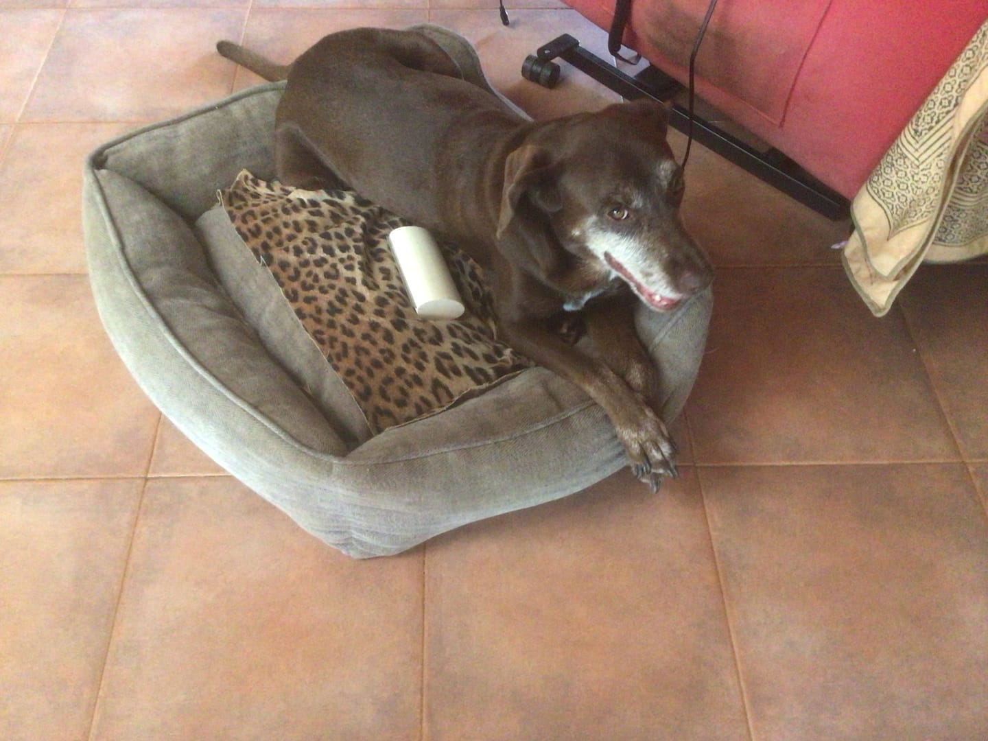 Customer photo review of Spazzola Poileo Cane