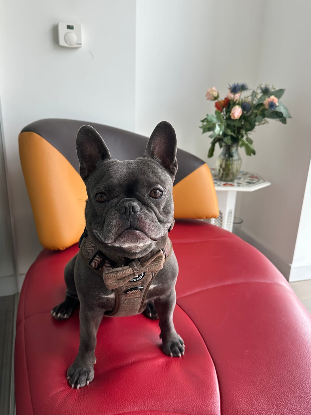 Customer photo review of Trail & Glow® Dog Harness Bundle Set - Oxford Tweed
