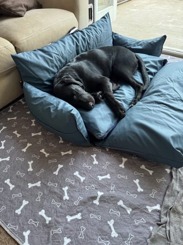 Customer's black dog sleeping soundly in the blue XL Dog Dock V2, which is laid open like a bed indoors.