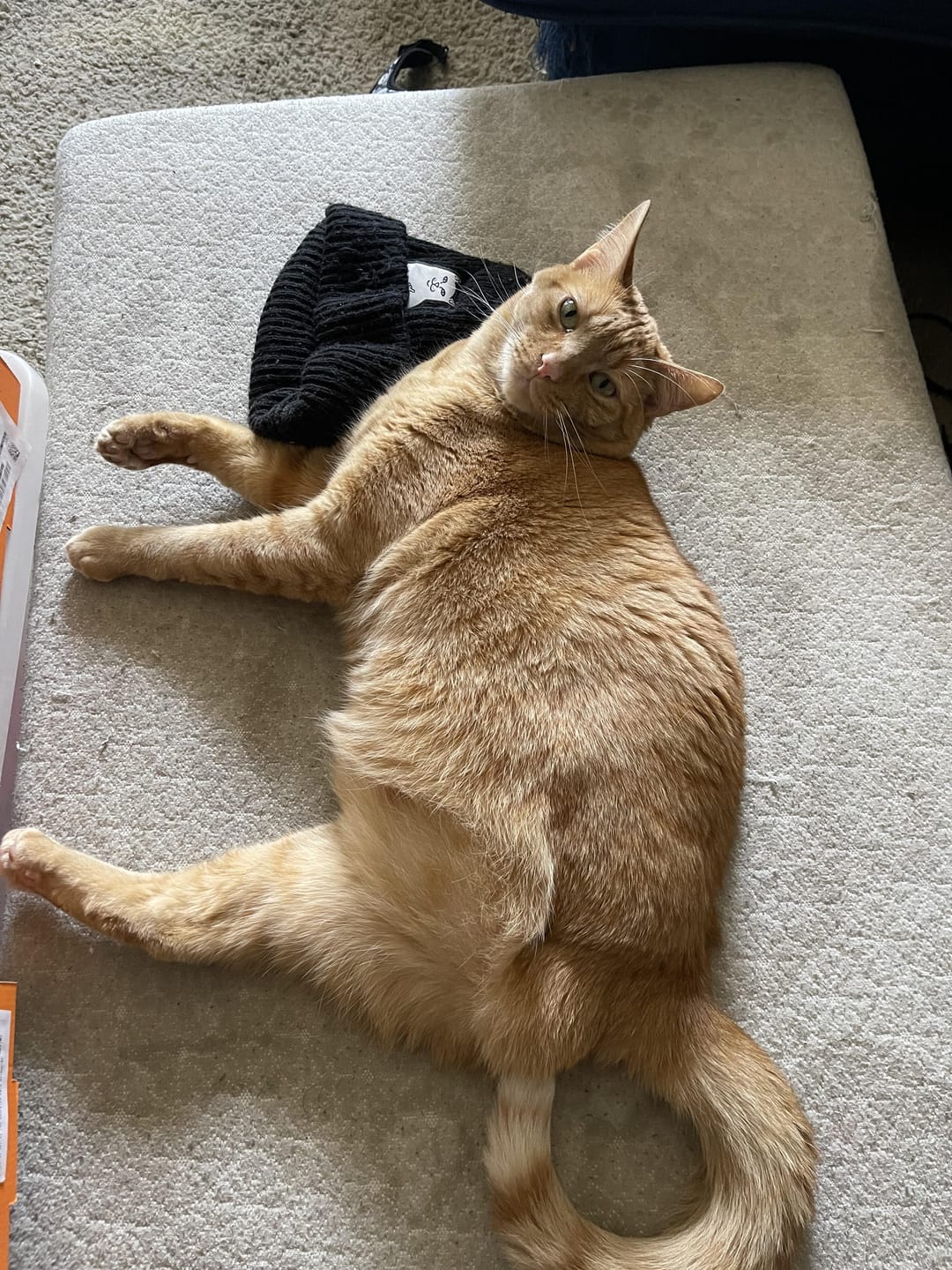 Customer photo review of CANNACAT BUBBLER