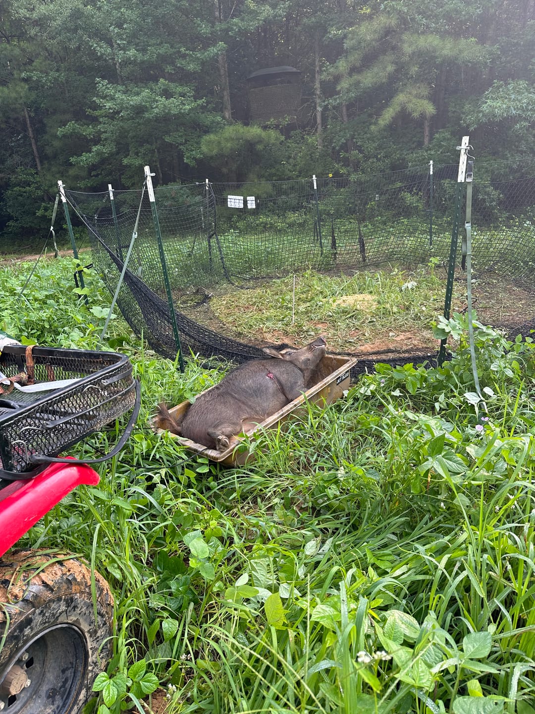 Customer photo review of Pig Brig Trap System