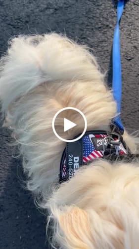Customer video review of Dogshood ™ Easy On