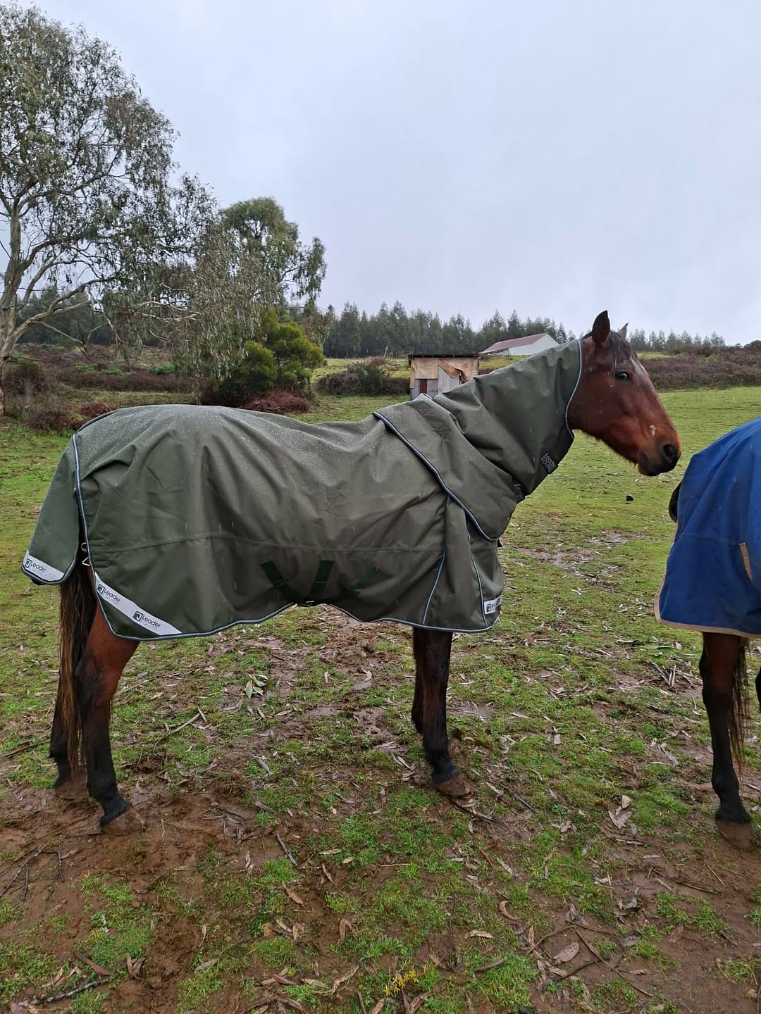 Customer photo review of LE Boxter Turnout 100g