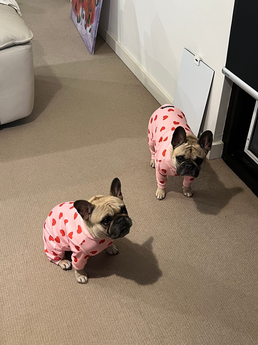 Customer photo review of Dog Pajama - Pink Hearts