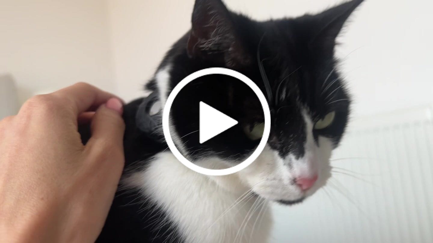 Customer video review of Breakaway Cat Collar