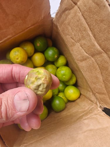 Customer photo review of Organic Key Limes 3 lbs
