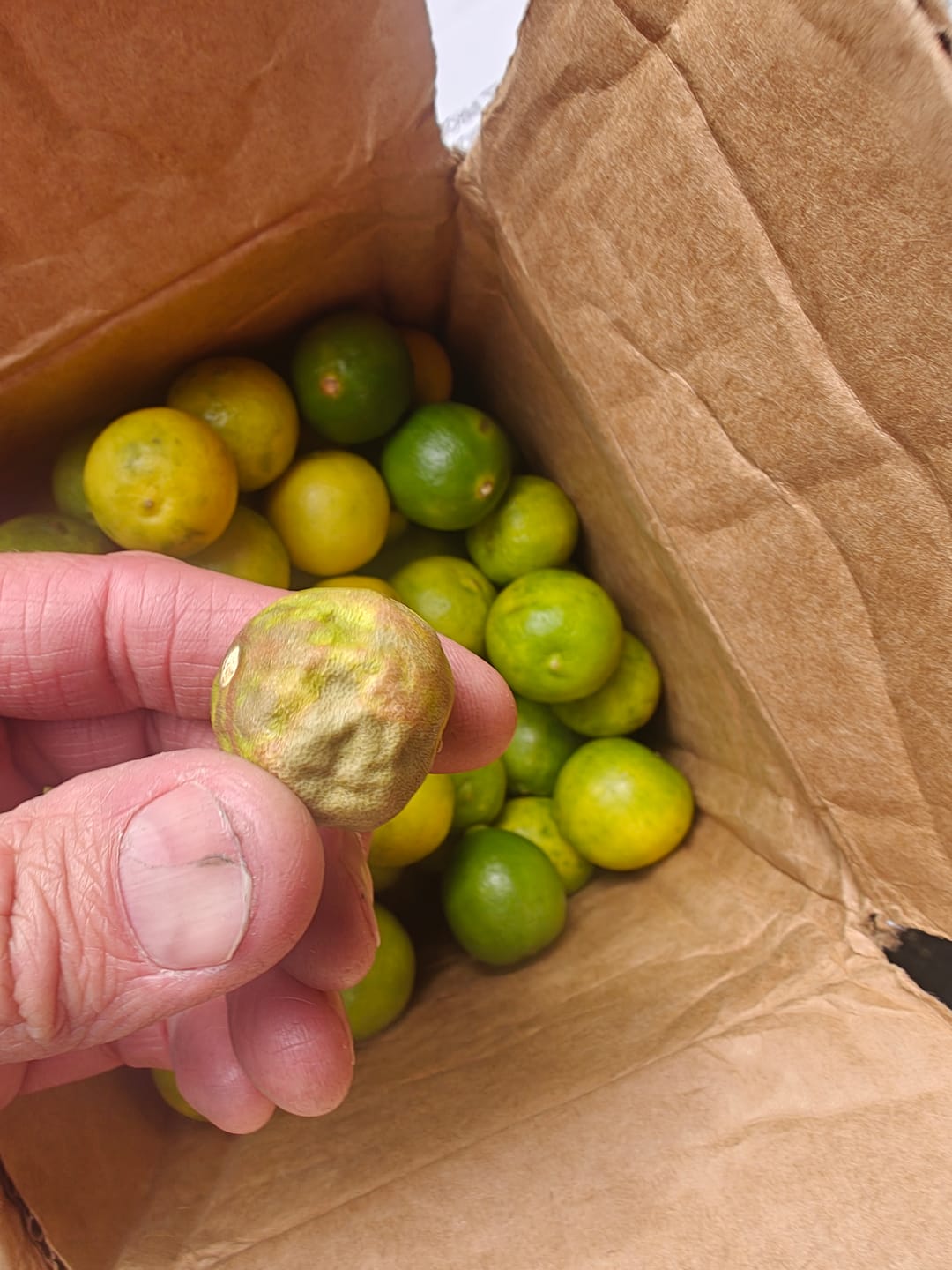 Customer photo review of Organic Key Limes 3 lbs