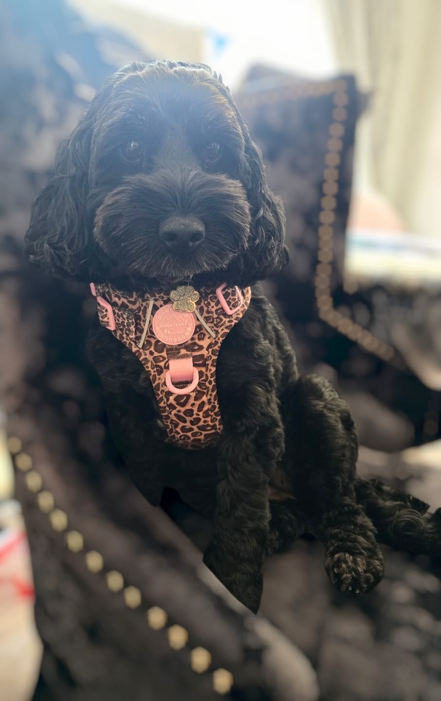 Customer photo review of Tough Trails™ Harness -  Leopard Print
