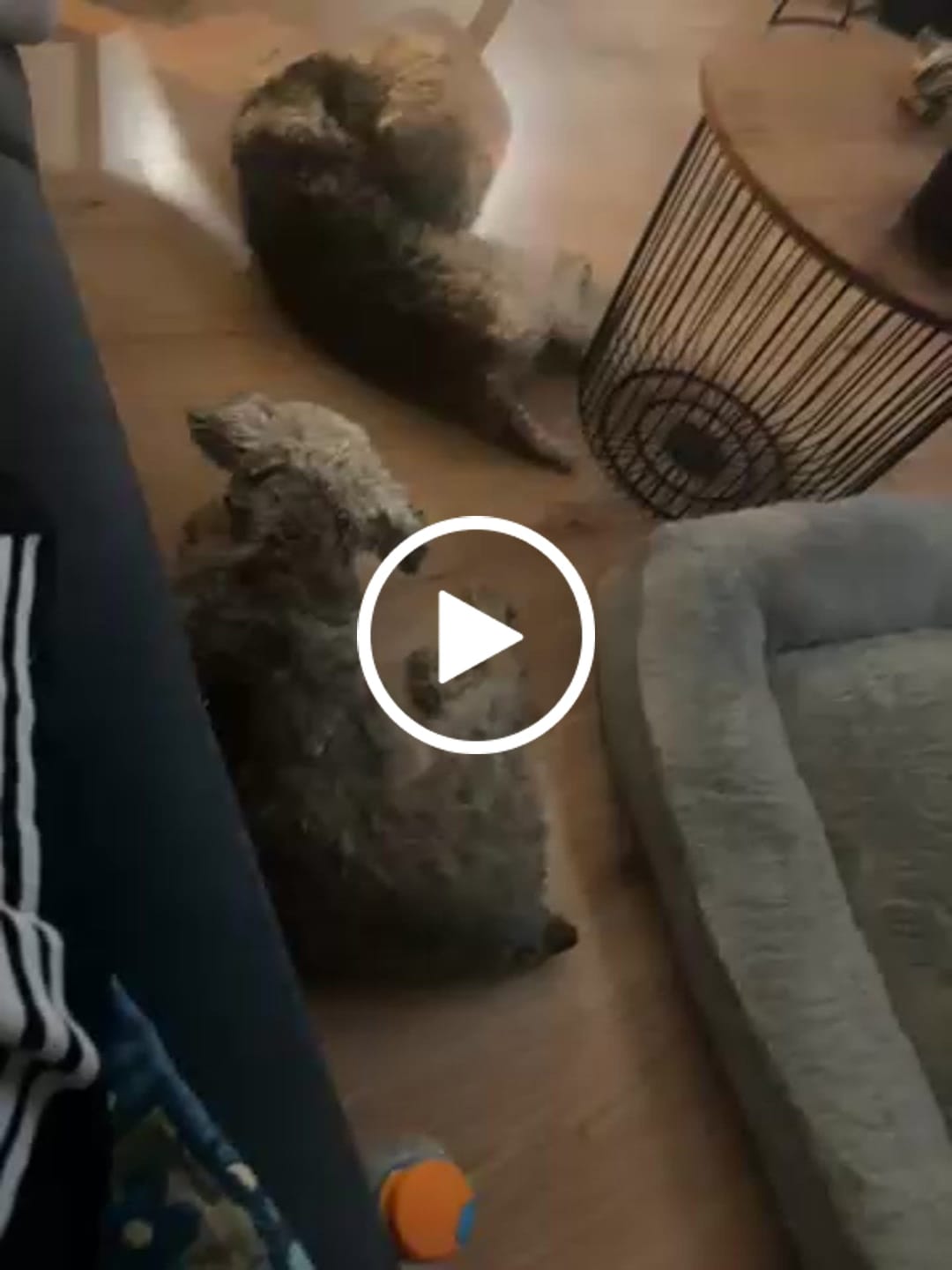 Customer video review of Cama Sofá para Perros
