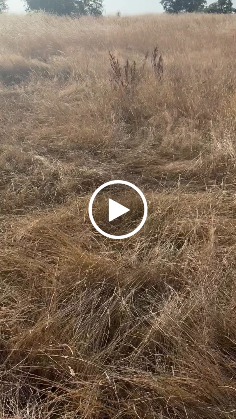 Customer video review of Trail & Glow® Dog Harness - Mulberry Tweed