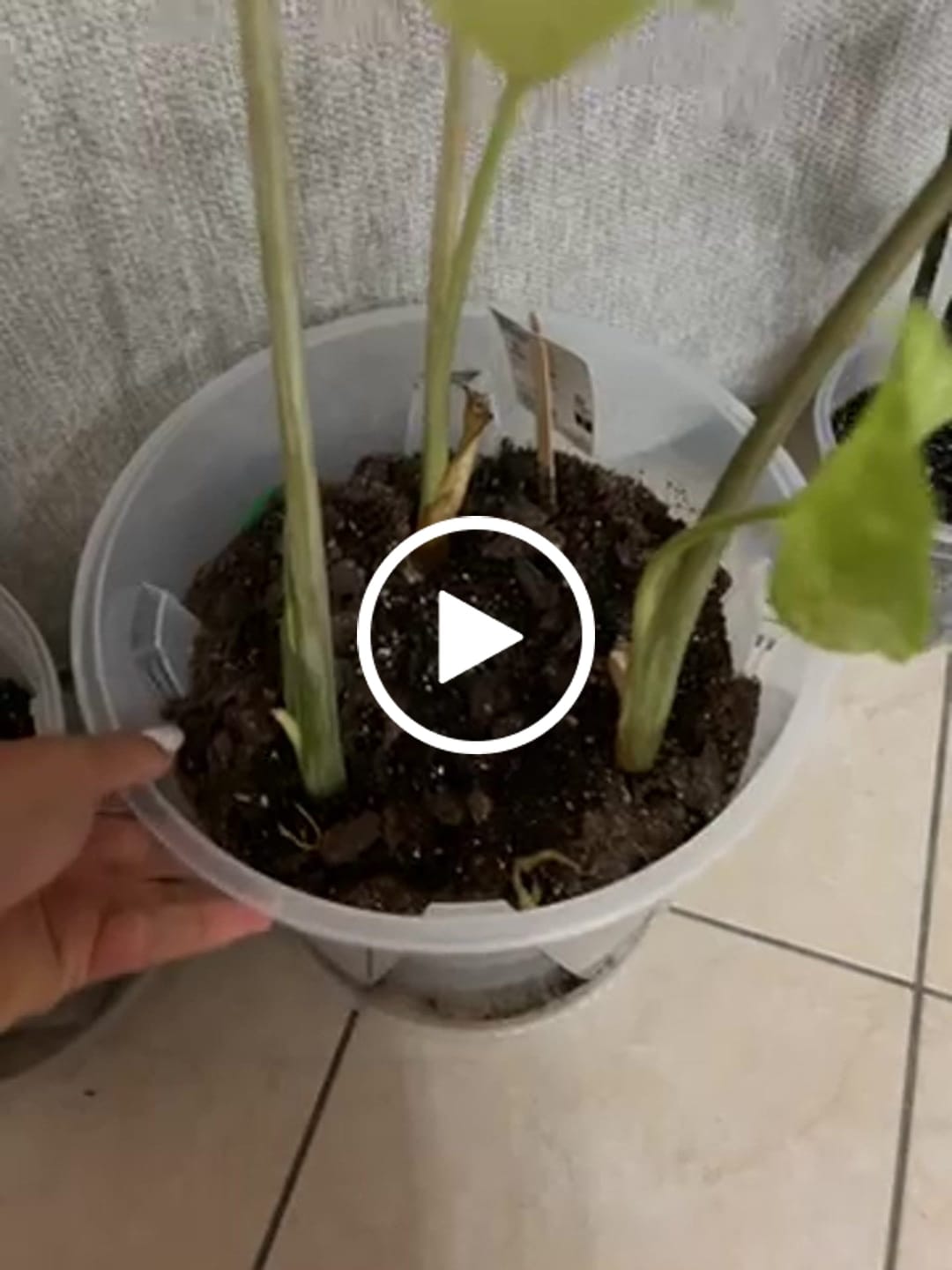 Customer video review of Alocasia Mix