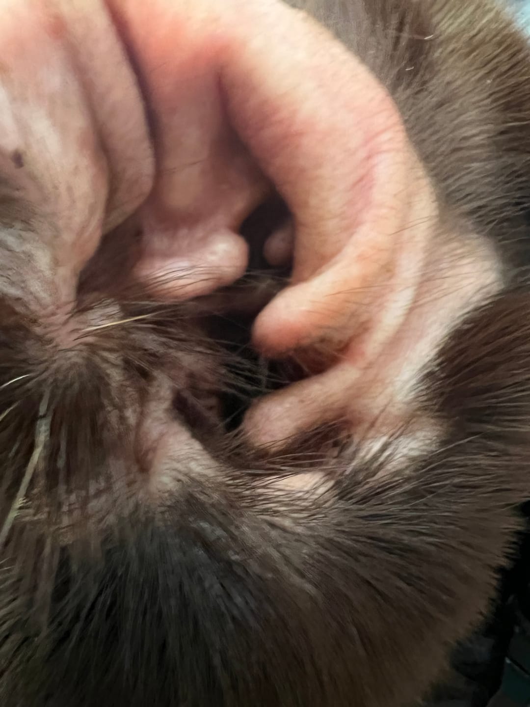 Customer photo review of Nose to Toes Bundle