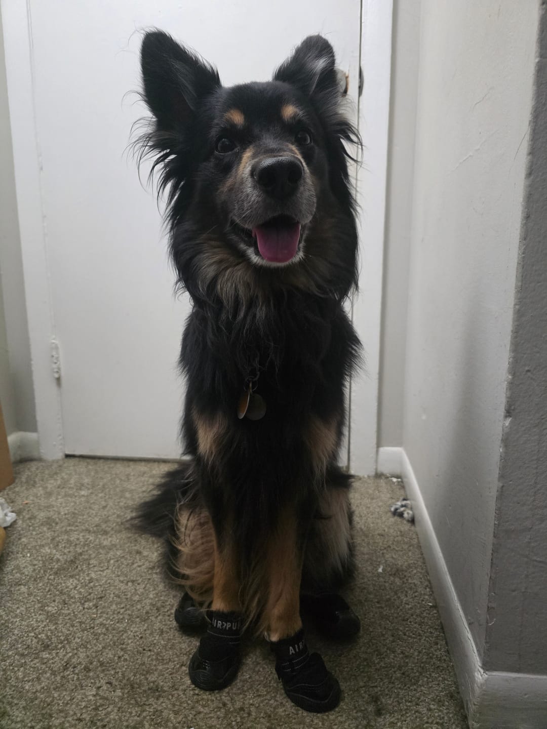 Customer photo review of AIR PUP DOG SHOES - SET OF 4