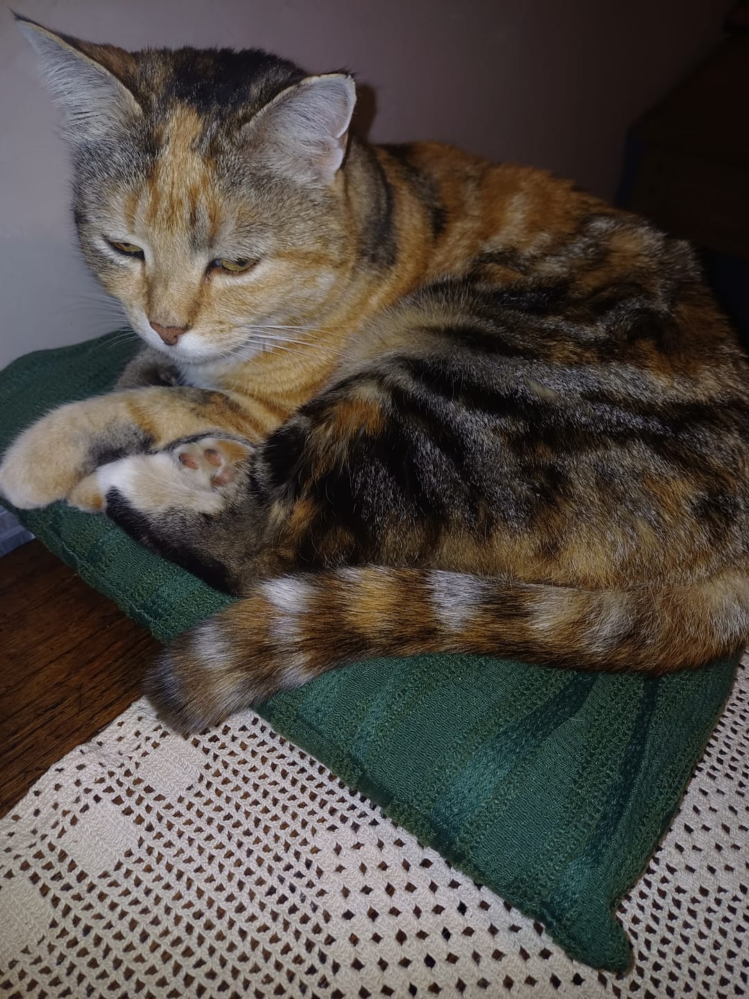 Customer photo review of Pâtée Volaille & Légumes (x16) - Chat