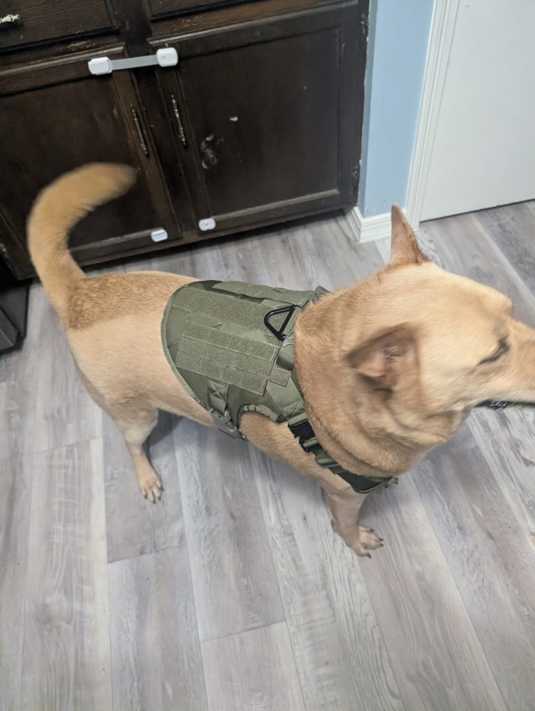Customer photo review of Team K9® Classic No-Pull Dog Harness