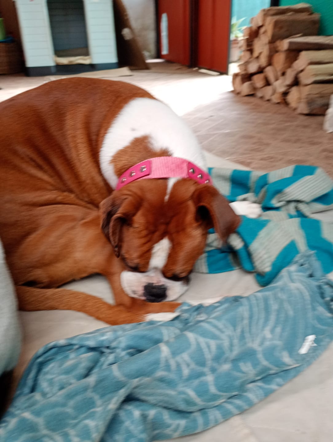 Customer photo review of Collar Scooby Rosado / Fucsia