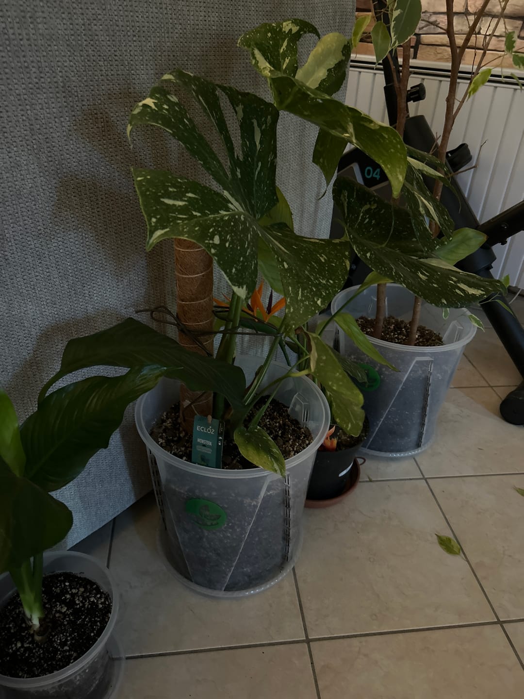 Customer photo review of Large Aroid/Orchid Pots
