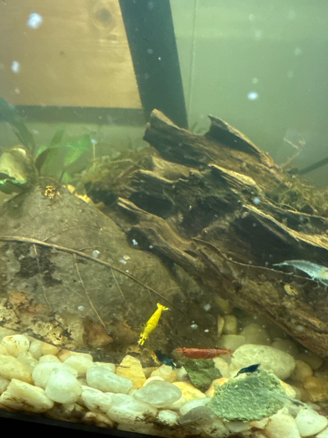 Customer photo review of Rainbow Pack Neocaridina Shrimp