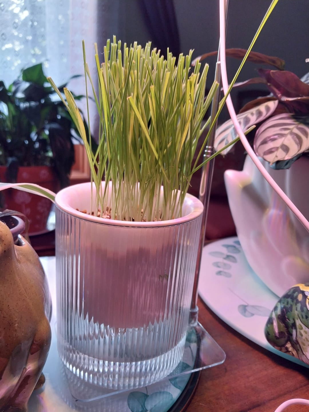 Customer photo review of MICHU All-in-One Soil-Free Cat Grass Grow Kit with Australian Seed and Mulch, Made in Australia