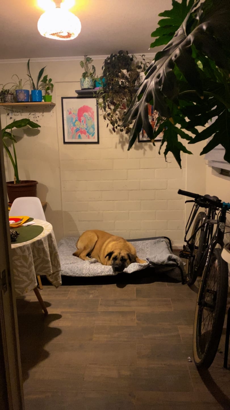 Customer photo review of Cama Elevada THE DOGS