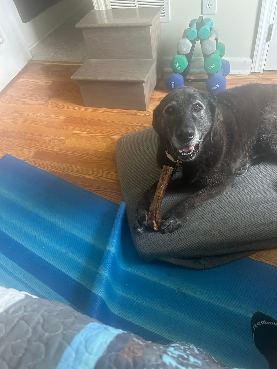 Customer photo review of Medium Ostrich Cane (10" x 3"): The Long-Lasting, Flavor-Packed Chew for Medium & Large Dogs